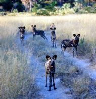 Painted Wild Dogs, Zimbabwe