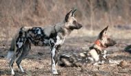 Incus the Painted Dog