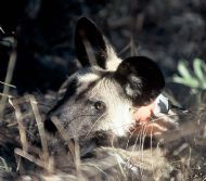 Portrait of Threespot