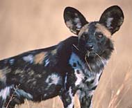 African Wild Dog Conservancy