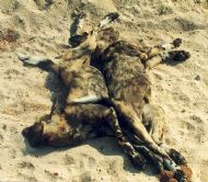 Dead Painted Dog Pups