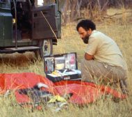 Greg Rasmussen - fitting anti-snare collar on african painted dog