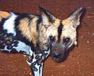 Mkomazi African Wild Dog