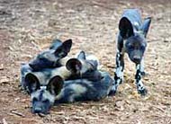 Mkomazi Game Reserve wild dogs