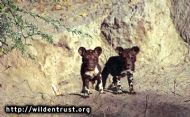 African Wild Dog puppies