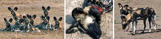 Darting Wild Dogs ro remove illegal snares