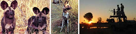 Botswana African Wild Dog Research Project photo