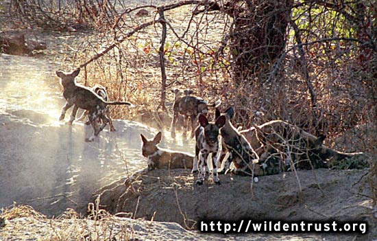 African Wild Dogs - a caring community