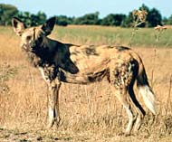 African Wild Dog